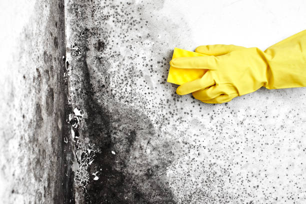 Best Mold Cleaning Services  in Sikeston, MO