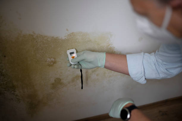 Best Mold Remediation Services  in Sikeston, MO