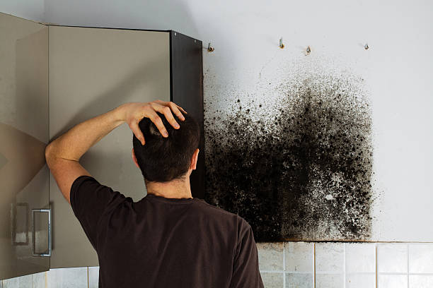 Best Same-Day Mold Removal  in Sikeston, MO