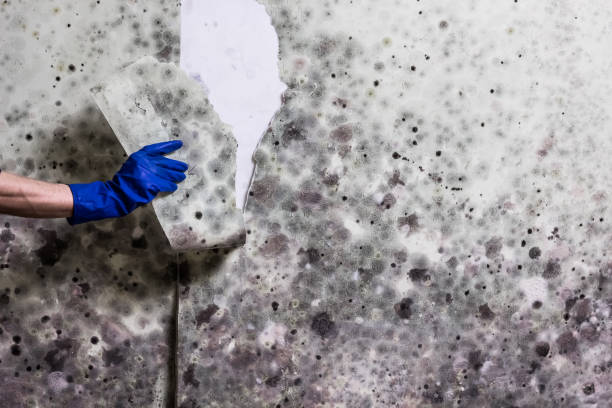 Certified Mold Removal in Sikeston, MO